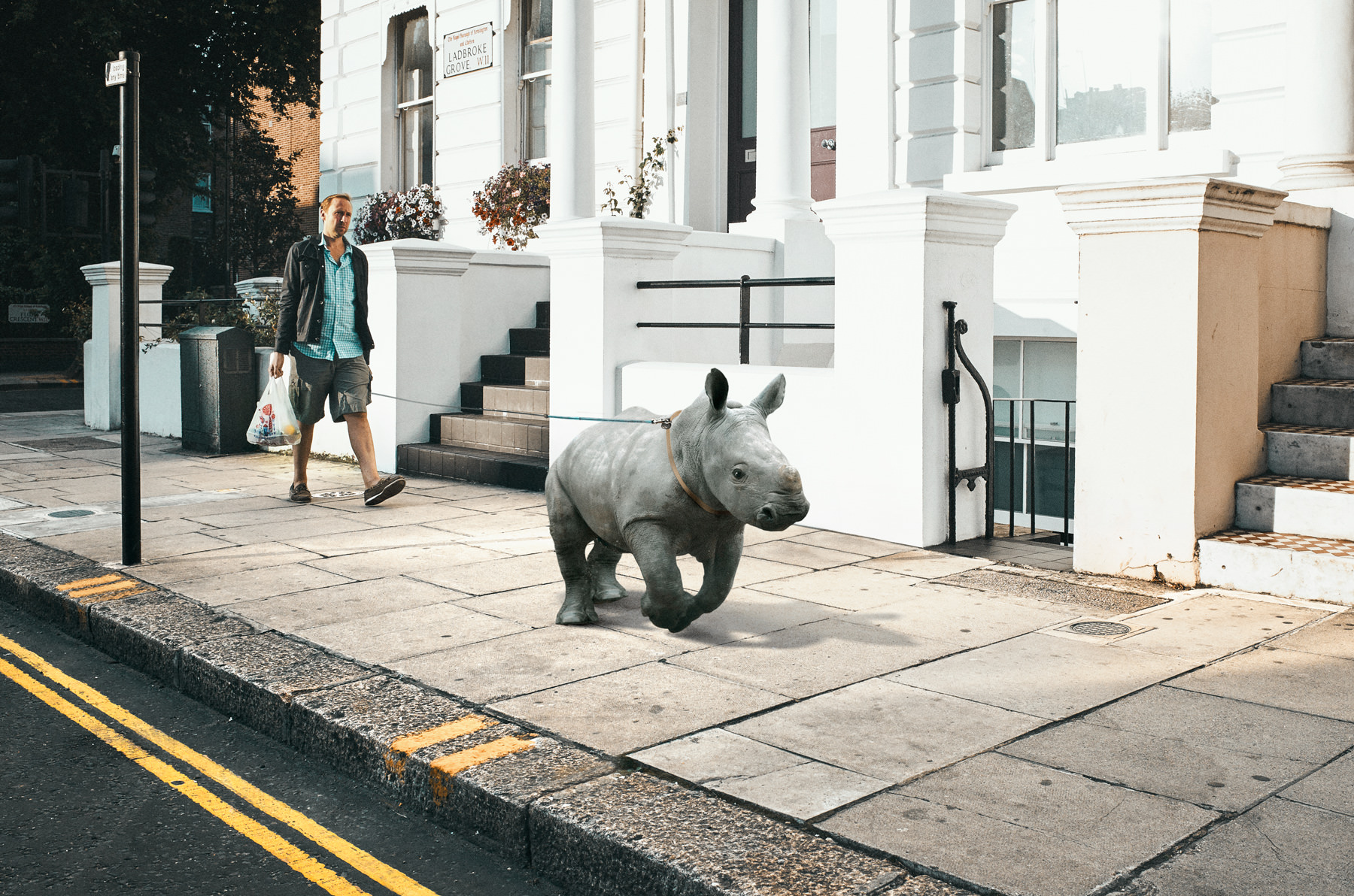 Ein Mann führt ein Nashorn an einer Leine spazieren