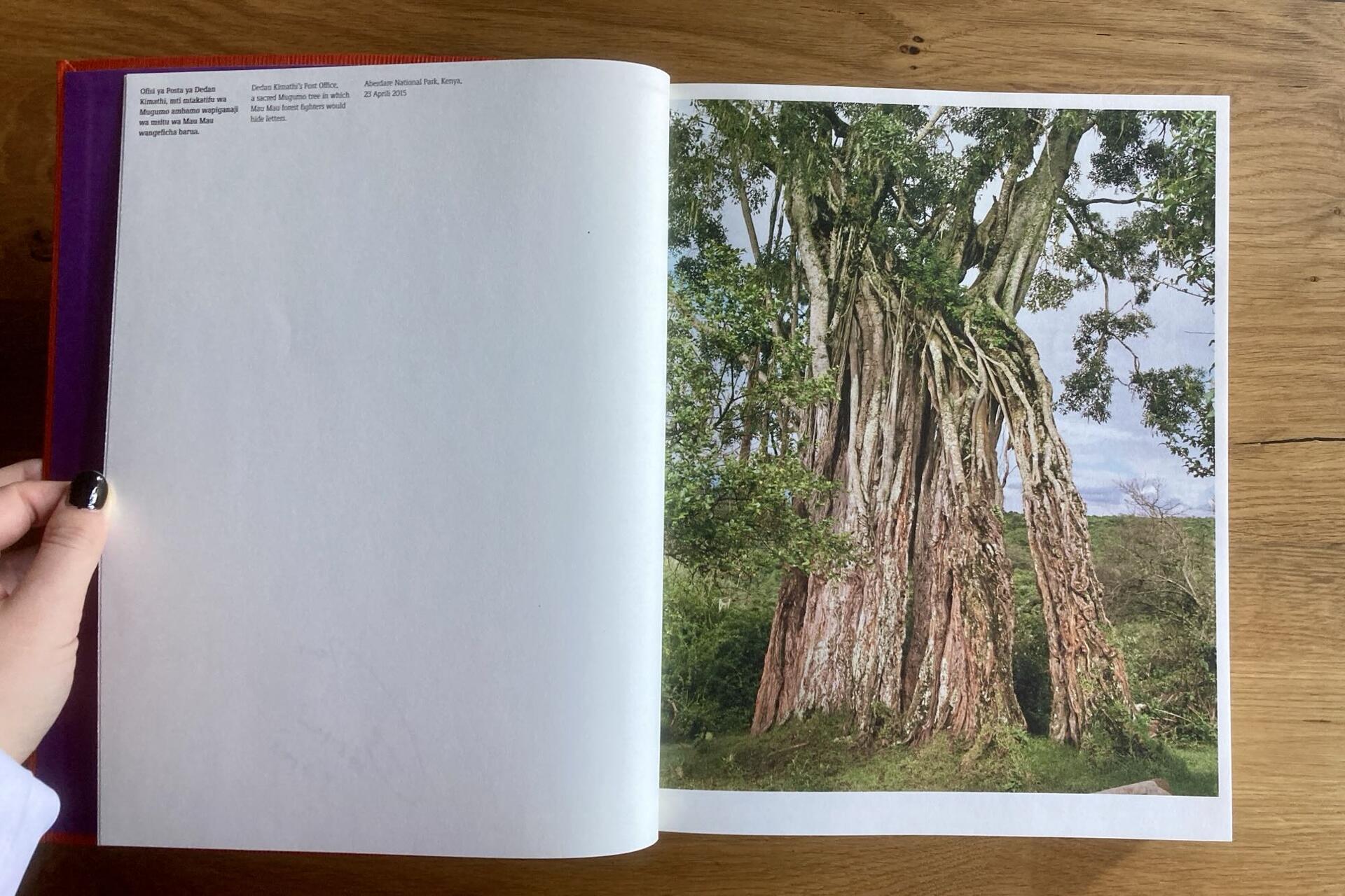 A hand holds open a book on a wooden table. The left page is mostly blank with some small text at the top, while the right page displays a large photograph of a gnarled, old tree with exposed roots and dense foliage.