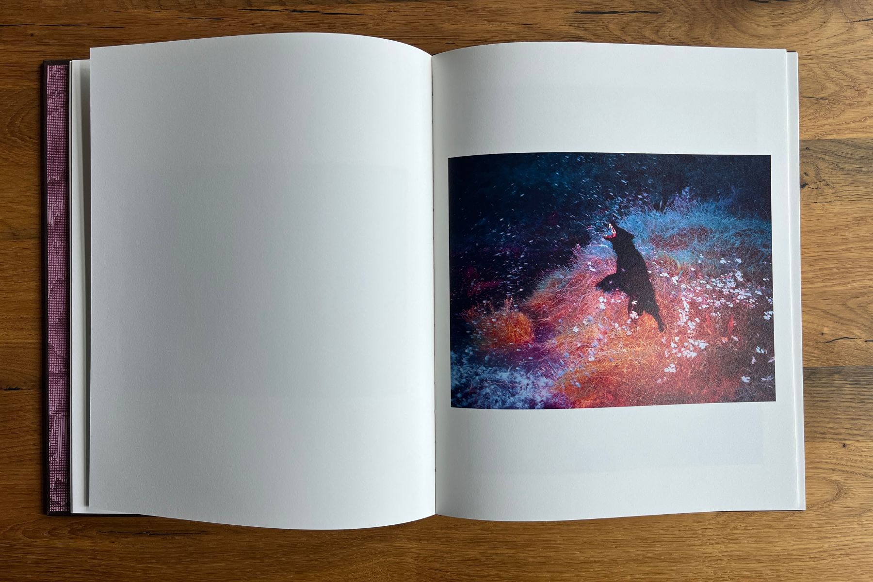 Open copy of Stray Sod by Maria Lax showing a vivid night photograph of a dark figure in red and blue illuminated grass.